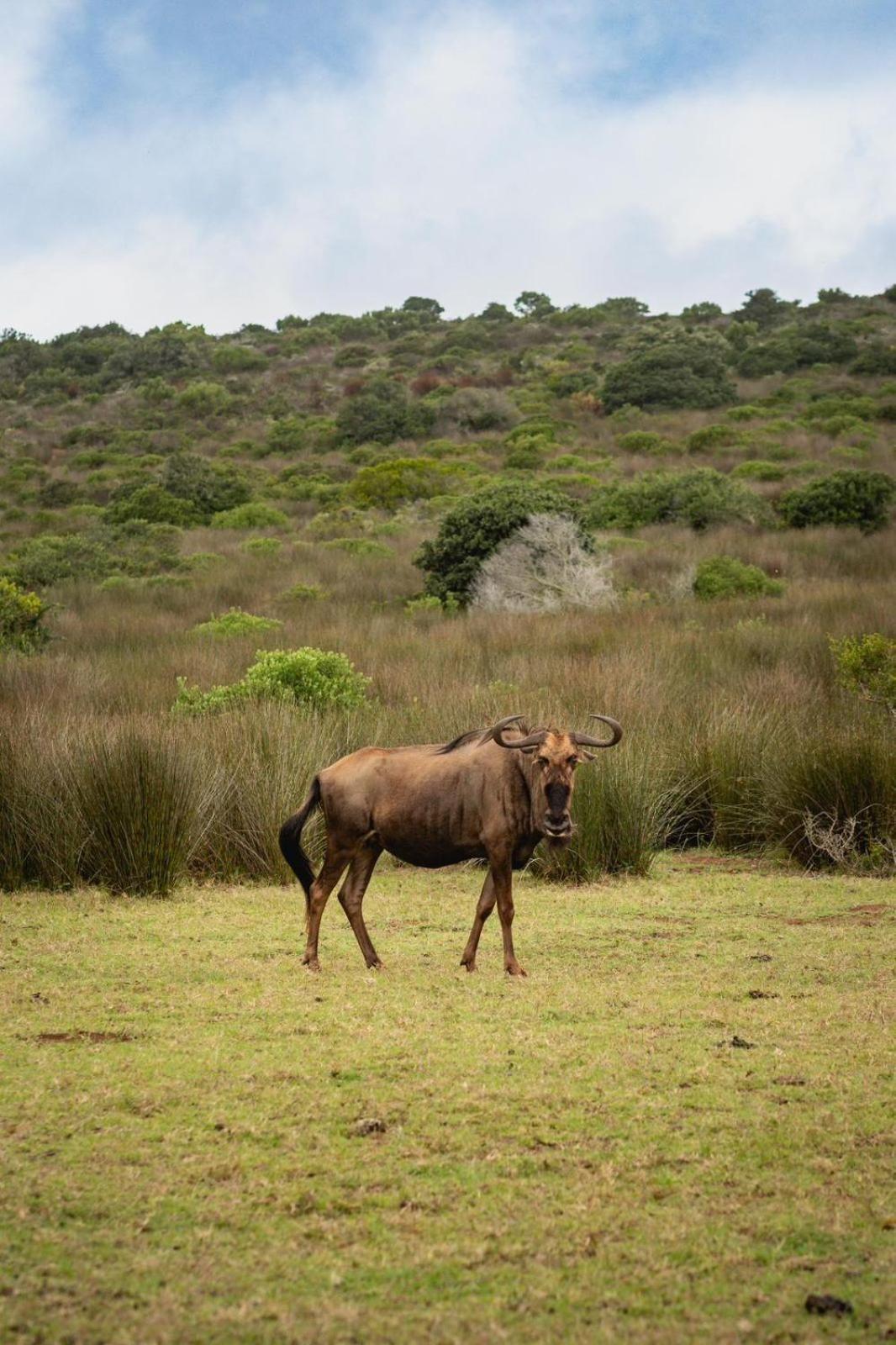 Baardbos Private Game Reserve Apartment Stilbaai Exterior photo